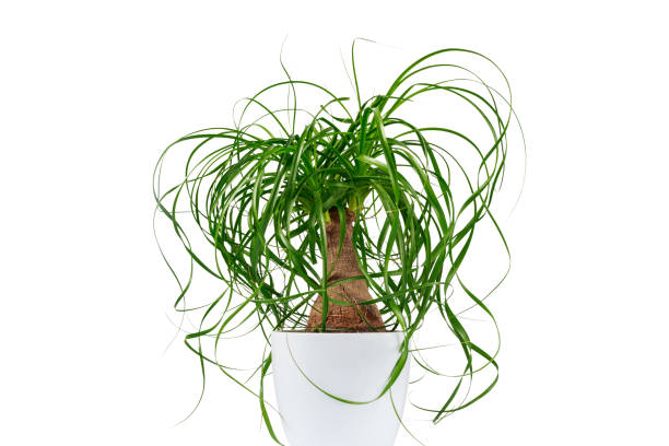 istock Potted evergreen ponytail palm (Beaucarnea Recurvata) isolated on white background 885973436