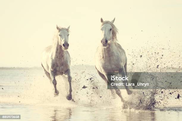 White Horses Run Gallop In The Water At Sunset Camargue Bouchesdurhone France Stock Photo - Download Image Now