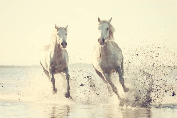 białe konie biegają galop w wodzie o zachodzie słońca, camargue, bouches-du-rhone, francja - camargue saintes maries de la mer bodies of water landscapes zdjęcia i obrazy z banku zdjęć