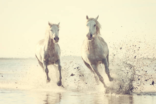 cavalos brancos executar o galope na água ao pôr-do-sol, camargue, bouches-du-rhône, frança - camargue saintes maries de la mer bodies of water landscapes - fotografias e filmes do acervo