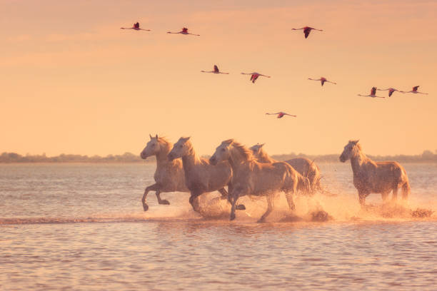 白い馬は、日没、カマルグ、フランスでフラミンゴを飛行の背景に対する水のギャロップを実行します。 - エコツーリズム 写真 ストックフォトと画像