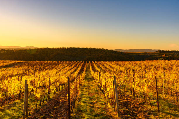 istock Tuscan landscape in autumn 885973960