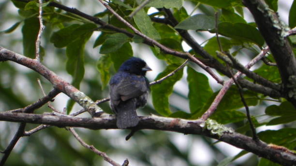 istock bird resting on the dry branches of a tree 885976264