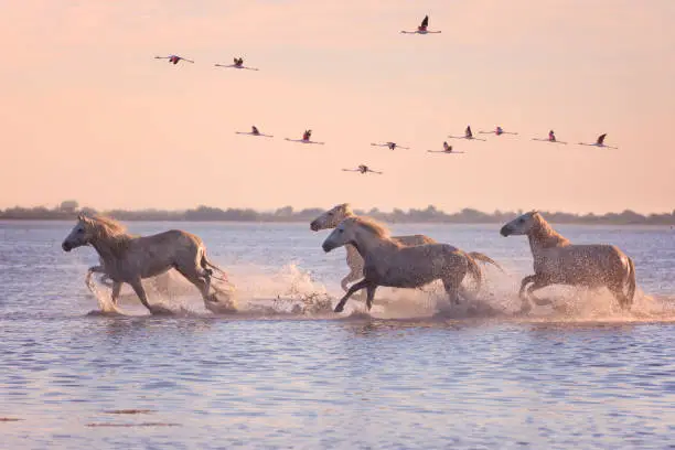 Photo of White horses run gallop in the water against the background of flying flamingos at sunset, Camargue, France