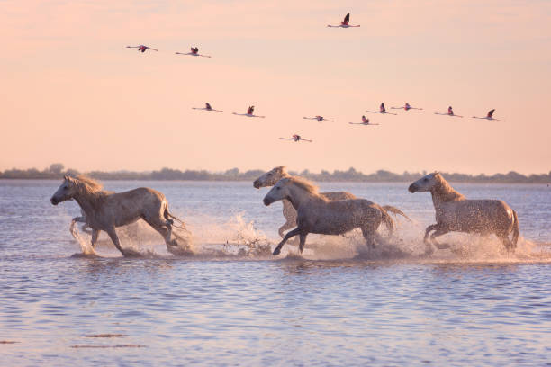 białe konie biegają galop w wodzie na tle latających flamingów o zachodzie słońca, camargue, francja - camargue saintes maries de la mer bodies of water landscapes zdjęcia i obrazy z banku zdjęć