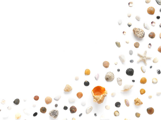 A creative pattern of shells, natural stones, starfish. Composition of natural materials, flat layout, top view. Summer, sea concept. Marine background. A creative pattern of shells, natural stones, starfish. Composition of natural materials, flat layout, top view. Summer, sea concept. Marine background. sponge bath sponge nature animal stock pictures, royalty-free photos & images