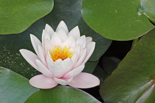 istock water lily plant in blooming 885980694