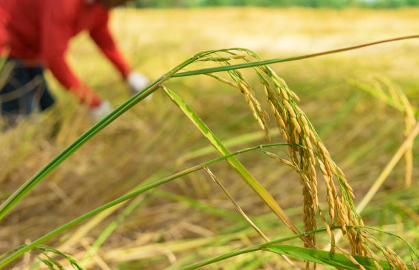 istock Farmers are harvesting paddy 885980978