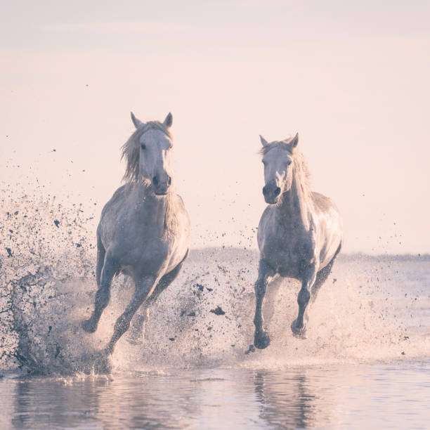 białe konie biegają galop w wodzie o zachodzie słońca, camargue, bouches-du-rhone, francja - camargue saintes maries de la mer bodies of water landscapes zdjęcia i obrazy z banku zdjęć