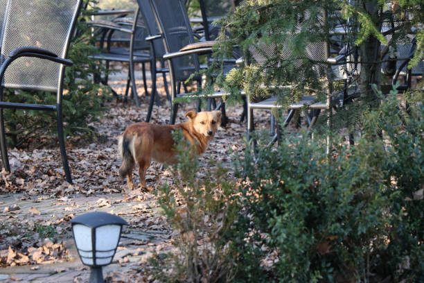 istock Dog walking in the forest restaurant 885983328