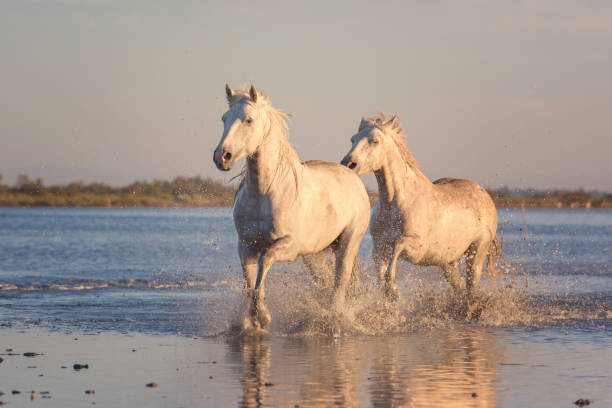 białe konie biegają galop w wodzie o zachodzie słońca, camargue, bouches-du-rhone, francja - camargue saintes maries de la mer bodies of water landscapes zdjęcia i obrazy z banku zdjęć