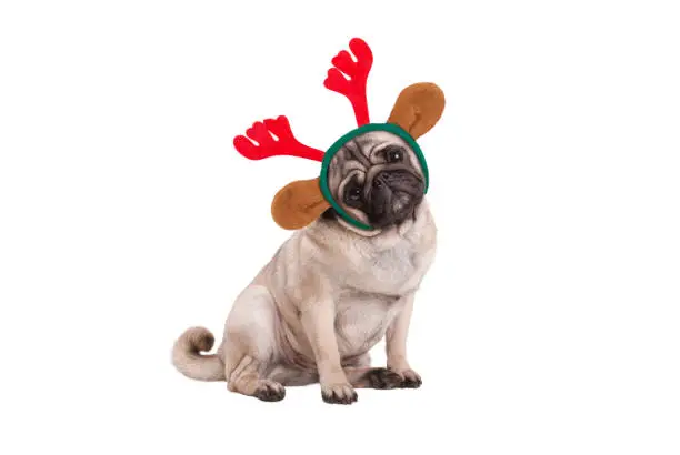 Photo of funny Christmas pug puppy dog sitting down, wearing reindeer antlers diadem