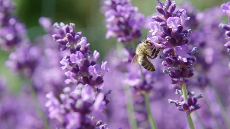 DOF, MACRO, CLOSE UP: Bee flying around lavender blossom and collecting pollen