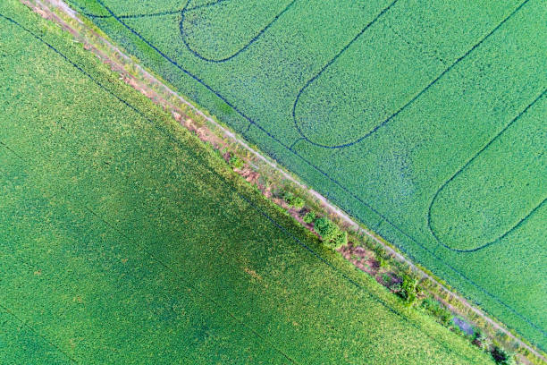 istock Rice farm Aerial view 885992052