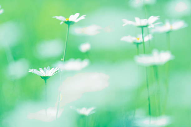 istock Oxeye daisies (Leucanthemum vulgare) in the meadow 885992186
