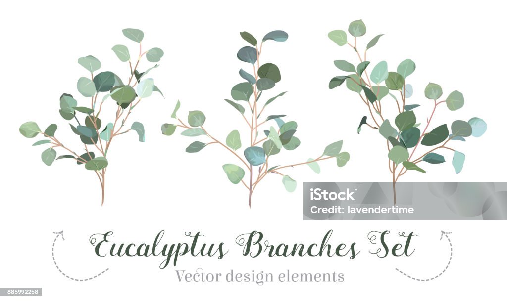 Silberdollar Eukalyptus Auswahl Zweige Vektor Designset. - Lizenzfrei Eukalyptusbaum Vektorgrafik