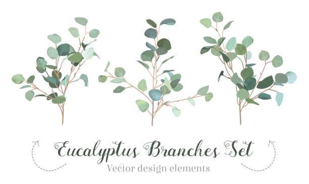 illustrations, cliparts, dessins animés et icônes de branches de dollar en argent eucalyptus sélection vector design ensemble. - arbre de jade