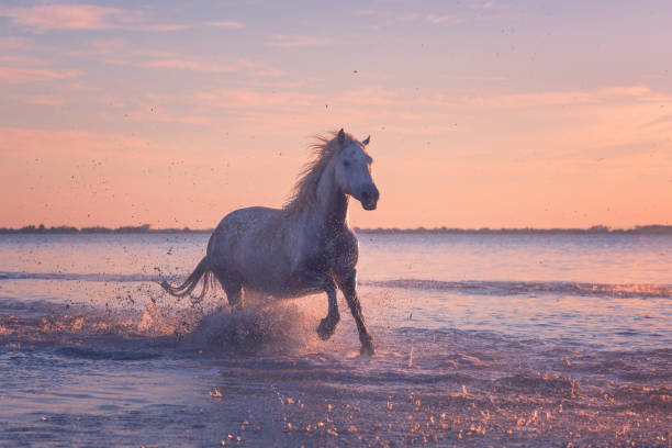 biały koń biegnie galop w wodzie o zachodzie słońca, camargue, bouches-du-rhone, francja - camargue saintes maries de la mer bodies of water landscapes zdjęcia i obrazy z banku zdjęć