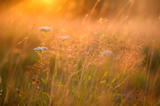 istock Flowers and grasses in the meadow 885992408