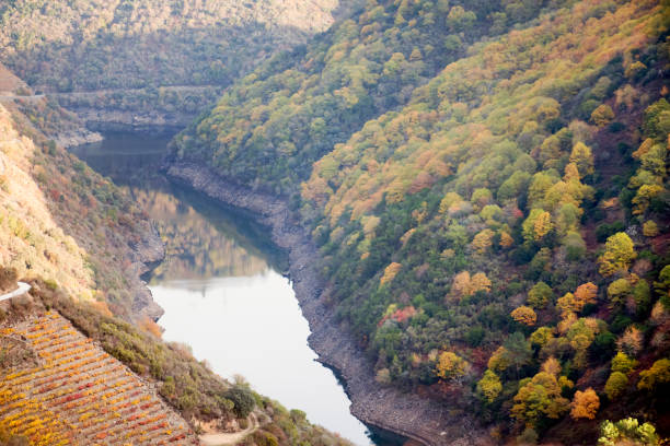 istock Vineyards and forest, Sil river gorge in autumn 885992472