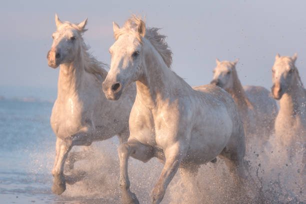 cavalos brancos executar o galope na água ao pôr-do-sol, camargue, bouches-du-rhône, frança - camargue saintes maries de la mer bodies of water landscapes - fotografias e filmes do acervo