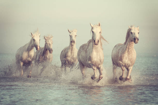 화이트 말 일몰, camargue, 부 슈-뒤-론, 프랑스에서 물에서 갤럽을 실행 - non urban scene animals in the wild horse mammal 뉴스 사진 이미지
