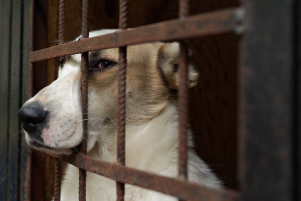 istock Dog in the animal shelter 885995320