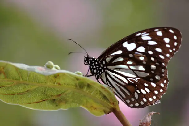 Photo of Butterfly with blurred natural background