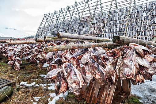 Stockfish and fish heads are drying on wooden  racks in Svolvaer, Lofoten Islands, Norway
