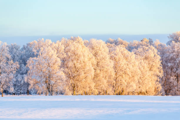 istock Birch trees with frost in a winter landscape 886004406