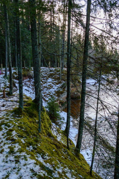 istock winter rural scene with snow and white forest 886007390