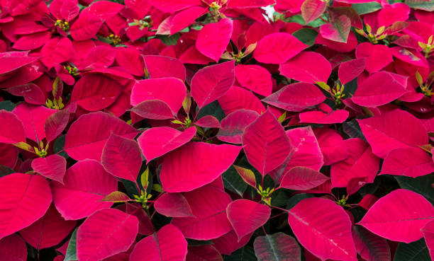istock Beautiful Christmas flower 886009808