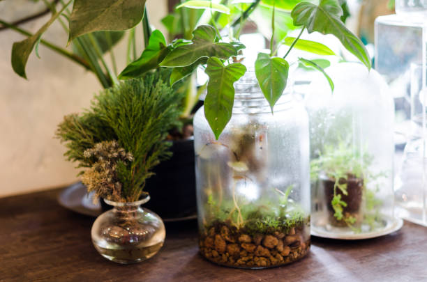 istock Tree in a glass jar on a wooden table 886009966