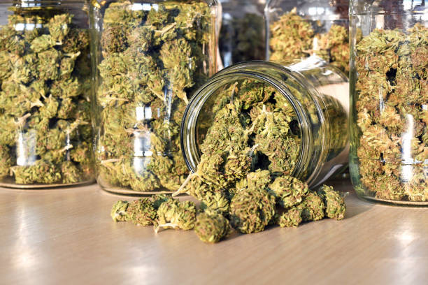Dry and trimmed cannabis buds, stored in a glass jars stock photo