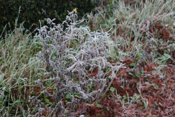 istock Plant with hoarfrost on the first winterday 886010388
