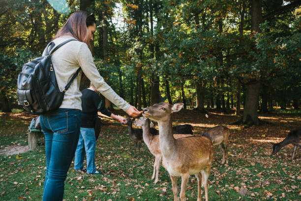 istock A volunteer feeds a wild deers in the forest. Caring for animals. 886013868