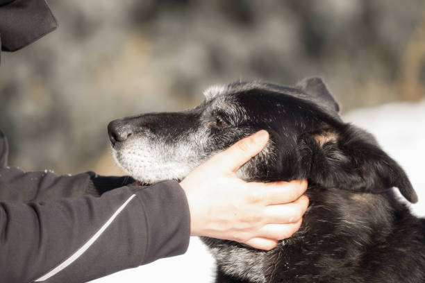 istock Human hand and head of dog 886016542