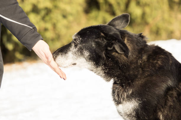 istock Human hand and head of dog 886016786