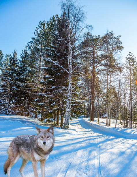istock Northern beautiful wolf on a forest road 886017122