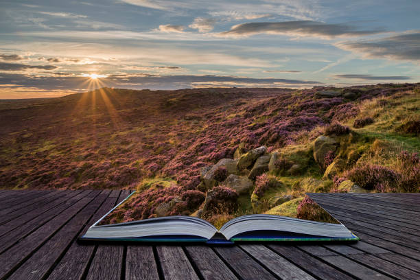 istock Stunning dawn sunrise landscape image of heather on Higger Tor in Summer in Peak District England 886022608