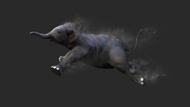 Baby Elephant Moving and Jumping