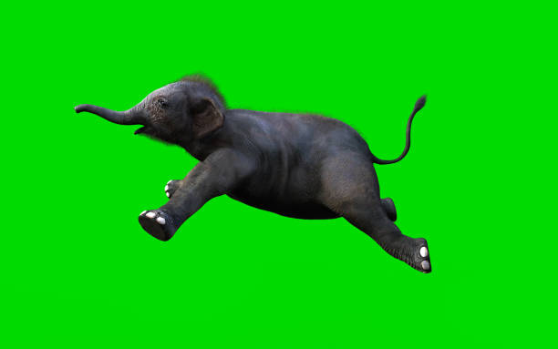 Baby Elephant Moving and Jumping