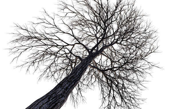 bare tree branches isolate - abstract autumn bare tree empty imagens e fotografias de stock