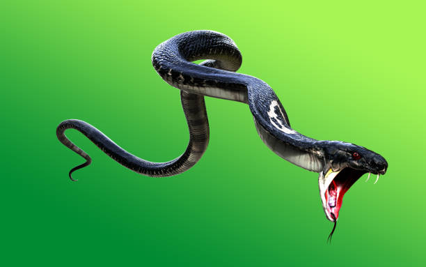 3d król kobra czarny wąż - king cobra cobra snake india zdjęcia i obrazy z banku zdjęć