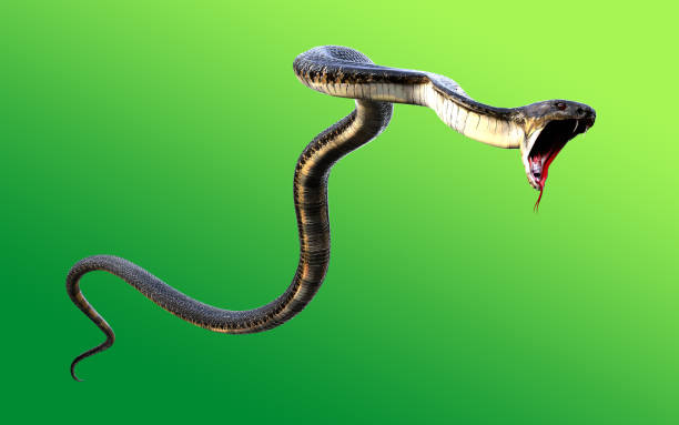 3d King Cobra Black Snake 3d King Cobra The world's longest venomous snake isolated on green background, King cobra snake 3d illustration, King cobra snake 3d Rendering ophiophagus hannah stock pictures, royalty-free photos & images