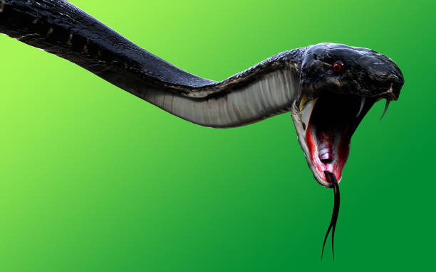 3d King Cobra Black Snake stock photo