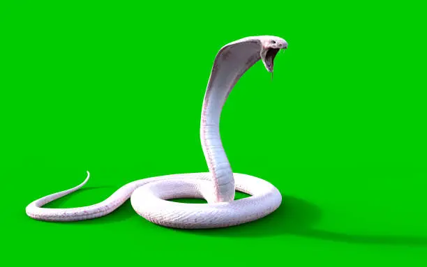 3d Albino king cobra snake isolated on green background