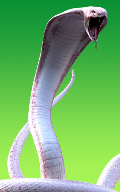 Albino king cobra snake 3d Albino king cobra snake isolated on green background snake hood stock pictures, royalty-free photos & images