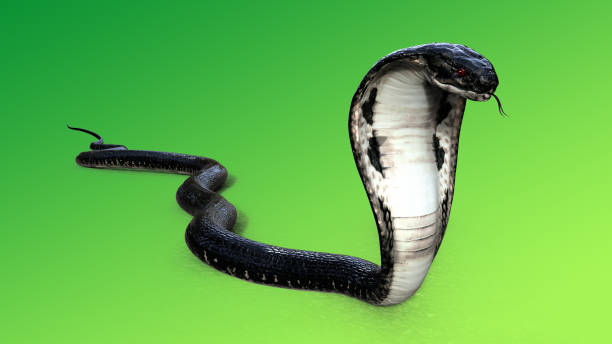 istock King Cobra The World's Longest Venomous Snake 886026556