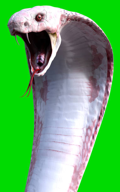 Albino king cobra snake 3d Albino king cobra snake isolated on green background snake hood stock pictures, royalty-free photos & images